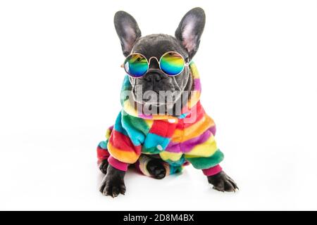 Cucciolo nero francese di bulldog su uno sfondo bianco con divertente occhiali Foto Stock