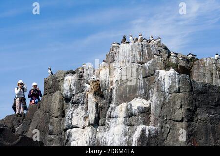 Puffins e bird watchers sulla Farne interna, Northumberland Foto Stock