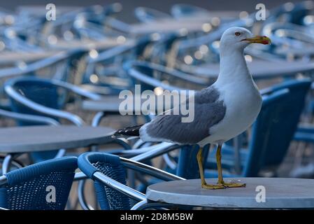Seagull appollaiato su un tavolo da ristorante in Piazza San Marco in attesa di causare problemi! Venezia, Italia, Europa. Foto Stock