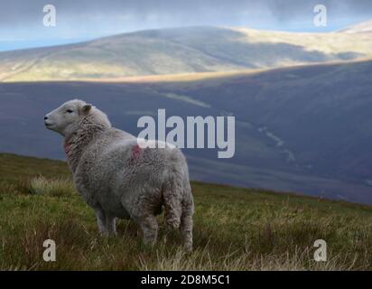 Le pecore della collina prendono un breve riposo dal pascolo per ammirare i suoi dintorni. Skiddaw, Lake District, Cumbria, Inghilterra, Regno Unito. Foto Stock