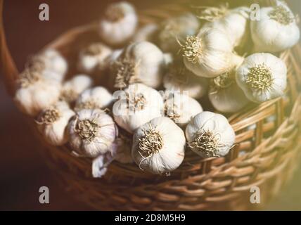 Bulbi di aglio freschi e maturi in vecchio cesto di vimini dopo la raccolta. Cibo biologico sano, vitamine, viands BIO, sfondo naturale. Foto Stock