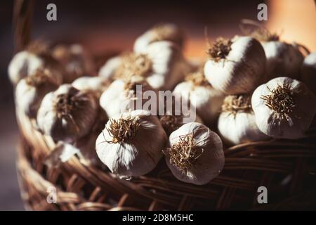 Bulbi di aglio freschi e maturi in vecchio cesto di vimini dopo la raccolta. Cibo biologico sano, vitamine, viands BIO, sfondo naturale. Foto Stock