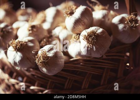 Bulbi di aglio freschi e maturi in vecchio cesto di vimini dopo la raccolta. Cibo biologico sano, vitamine, viands BIO, sfondo naturale. Foto Stock