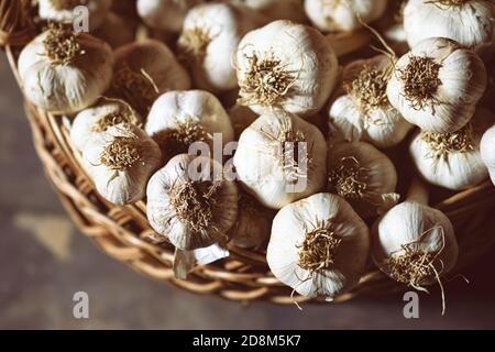 Bulbi di aglio freschi e maturi in vecchio cesto di vimini dopo la raccolta. Cibo biologico sano, vitamine, viands BIO, sfondo naturale. Foto Stock