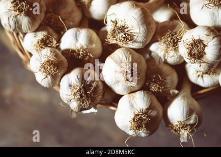 Bulbi di aglio freschi e maturi in vecchio cesto di vimini dopo la raccolta. Cibo biologico sano, vitamine, viands BIO, sfondo naturale. Foto Stock