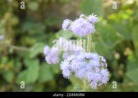 Primo piano su un fiore viola, Blue mink (Ageratum houstonianum), primo piano Foto Stock
