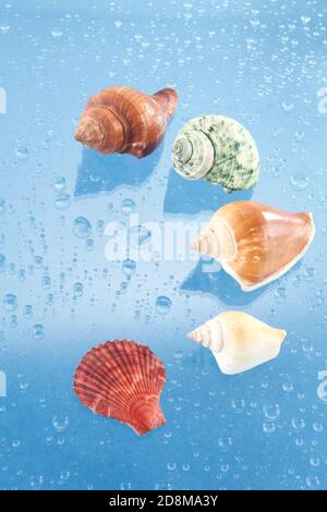 conchiglie di mare su sfondo blu gocce d'acqua Foto Stock