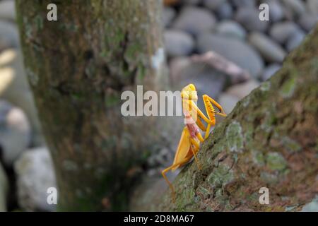 mantis giallo sull'albero Foto Stock