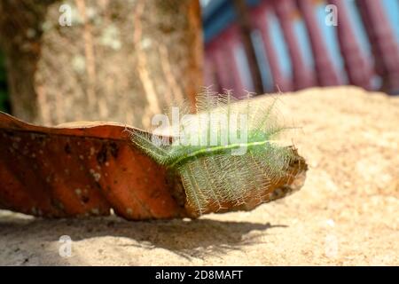 Il barone comune Caterpillar specie: Eutalia Aconthea Ordine: Lepidoptera . Un singolo barone comune caterpillar si sbatte da sotto una foglia, come questo Foto Stock