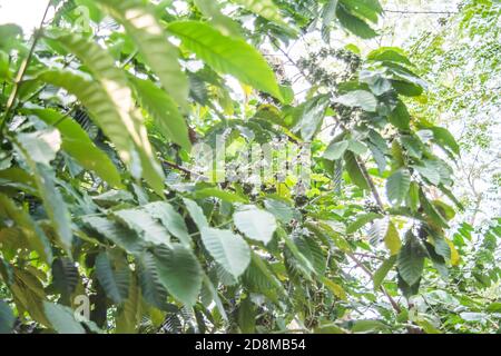 Ciliegie di caffè verdi immature sul ramo di assam. Chicchi di caffè sull'albero. Foto Stock