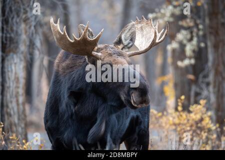 Grande alce toro nei boschi in Grand Teton National Parcheggio Foto Stock