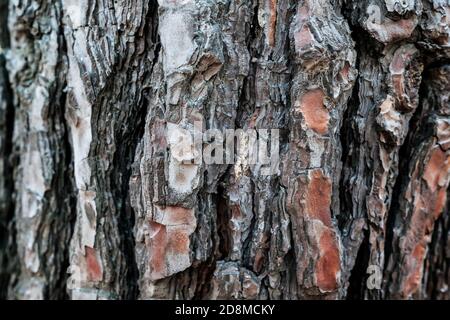 Immagine di corteccia pino. Sfondo naturale, struttura. Abbaio di albero sullo sfondo. Foto Stock