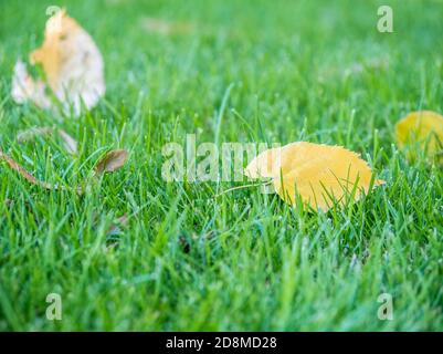 Foglia gialla caduta su erba verde fresca. Foto Stock