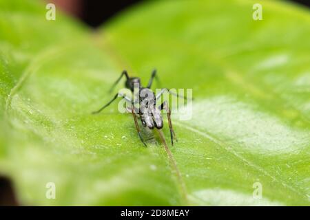 Vista frontale di Male ANT Mimicking Spider Foto Stock