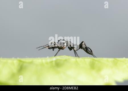 Vista laterale maschio ANT mimicante Spider Foto Stock