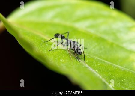 Maschio ANT mimicante Spider Foto Stock