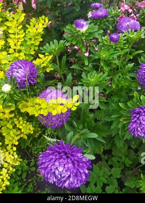 Bellissimi gli astori viola come su un letto di fiori. Carta da parati con gli asters, gli asters in estate. Foto Stock