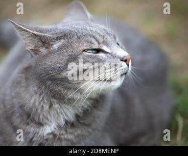 immagine ravvicinata di un gattino grigio cenere che gioca all'aperto Foto Stock