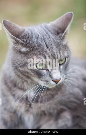 immagine ravvicinata di un gattino grigio cenere che gioca all'aperto Foto Stock
