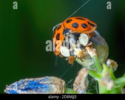 Un Ladybird che è giunto alla fine del suo vita Foto Stock