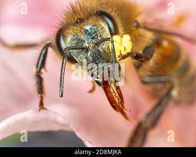 Su vicino ad un'ape solitaria Foto Stock