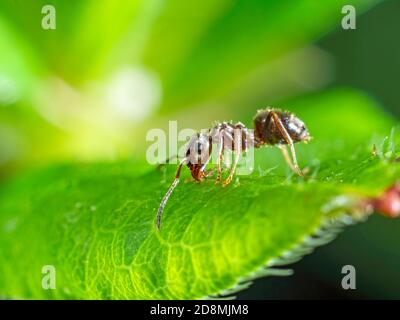 Rosso ANT illuminato dalla luce Foto Stock