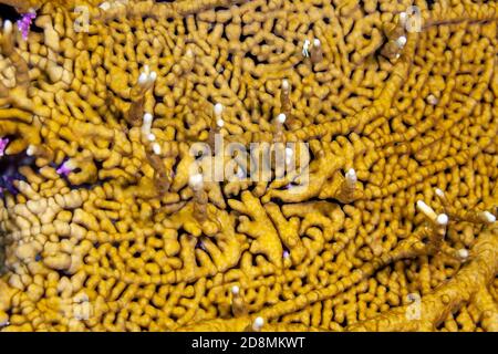 Millepora alcicornis, o il mare lo zenzero è una specie di fuoco coloniale corallo con un scheletro calcareo. Foto Stock