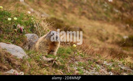 Premuroso e carino marmotta (marmota, famiglia scoiattolo di terra) che si affaccia da un buco su un prato con fiori selvatici alpini nei primi mesi estivi vicino a Reschen. Foto Stock