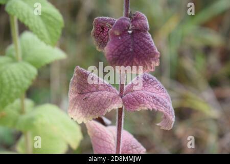 foglie di menta viola Foto Stock