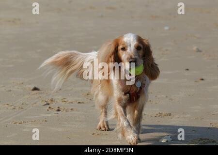 Lavoro cocker spaniel su una spiaggia con una palla Foto Stock