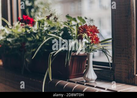 vaso bianco sottile con fiori arancioni sul davanzale con piante Foto Stock