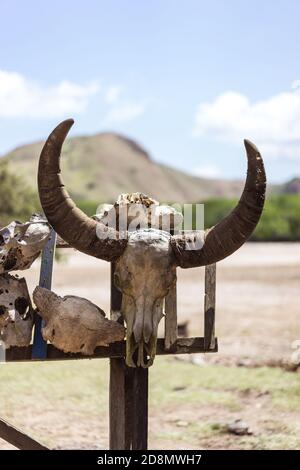 Cranio di un bufalo su una recinzione di legno in campagna, caccia e pericolo concetto, paesaggio occidentale, fuoco morbido Foto Stock