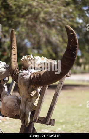 Cranio di un bufalo su una recinzione di legno in campagna, caccia e pericolo concetto, paesaggio occidentale, fuoco morbido Foto Stock