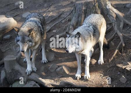 Lupi di legno in gruppo familiare (confezione) Foto Stock