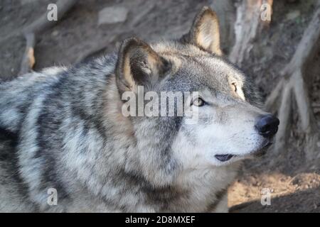 Lupi di legno in gruppo familiare (confezione) Foto Stock