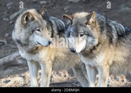 Lupi di legno in gruppo familiare (confezione) Foto Stock