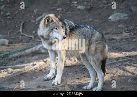 Lupi di legno in gruppo familiare (confezione) Foto Stock