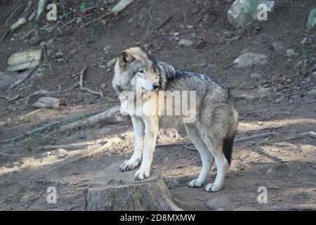 Lupi di legno in gruppo familiare (confezione) Foto Stock