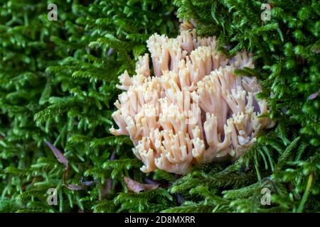 Ramaria pallida fungo bianco nella foresta che esce da il verde muschio Foto Stock