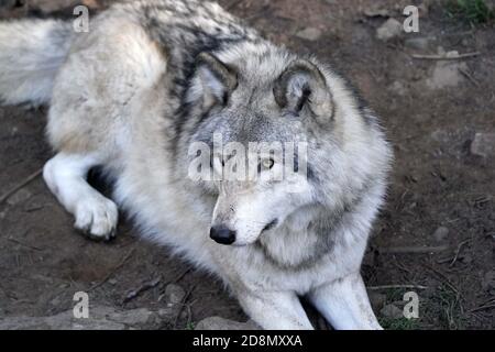 Lupi di legno in gruppo familiare (confezione) Foto Stock