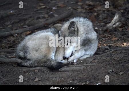 Lupi di legno in gruppo familiare (confezione) Foto Stock