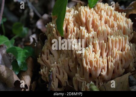 Ramaria pallida fungo bianco nella foresta che esce da il verde muschio Foto Stock