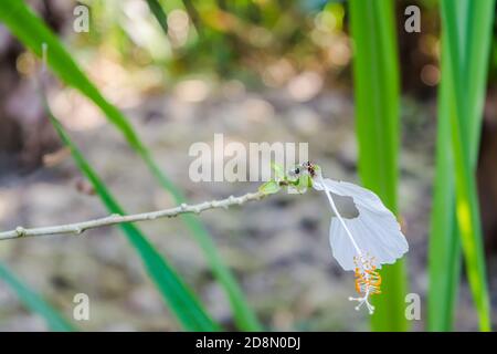 bruco nero su bel fiore bianco ibisco Foto Stock