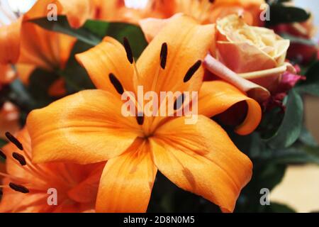 Primo piano su Orange County king Lily (Lilium) in un bouquet/mazzo di fiori d'arancio Foto Stock