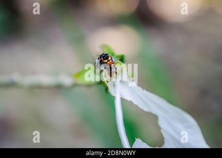 bruco nero su bel fiore bianco ibisco Foto Stock