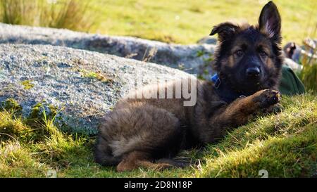 Cani tedeschi Shepard Foto Stock