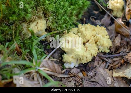 Ramaria pallida fungo bianco nella foresta che esce da il verde muschio Foto Stock