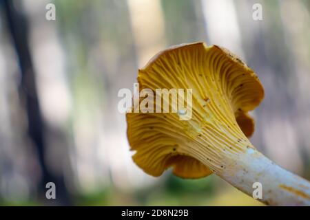 fungo giallo girolle isolato su sfondo bosco Foto Stock