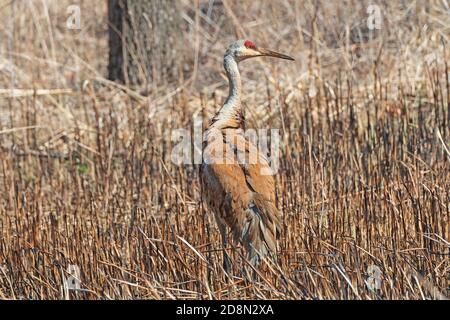 Sandhill Crane che si nutrono in una palude delle paludi a Deer Gorve Riserva in Illinois Foto Stock