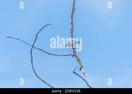 Pigmy Nuthatch che si nutrono su un insetto a Rocky Mountain National Parco in Colorado Foto Stock